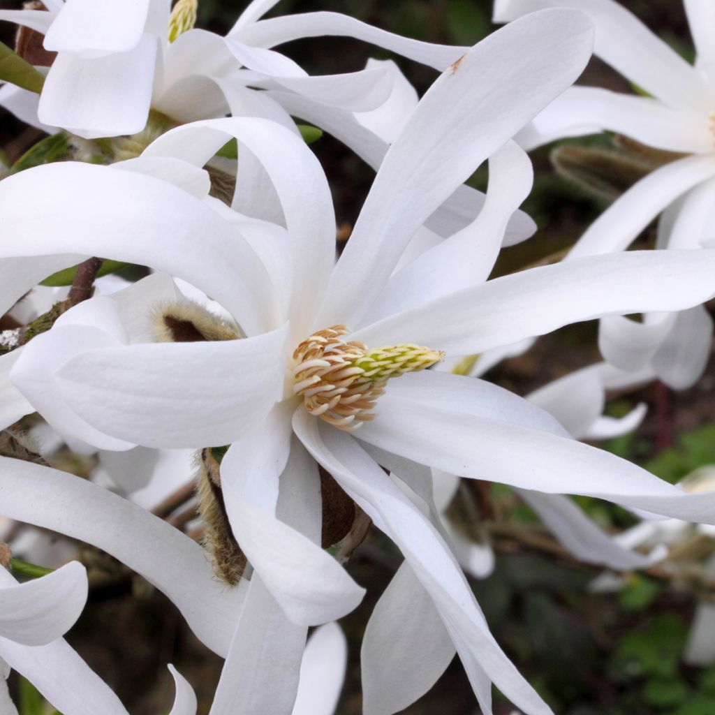 Magnolia stellata - Magnolia étoilé