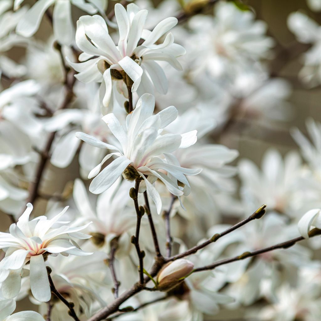 Magnolia stellata - Magnolia étoilé