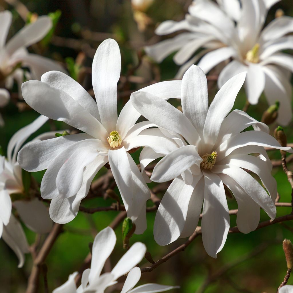 Magnolia stellata - Magnolia étoilé