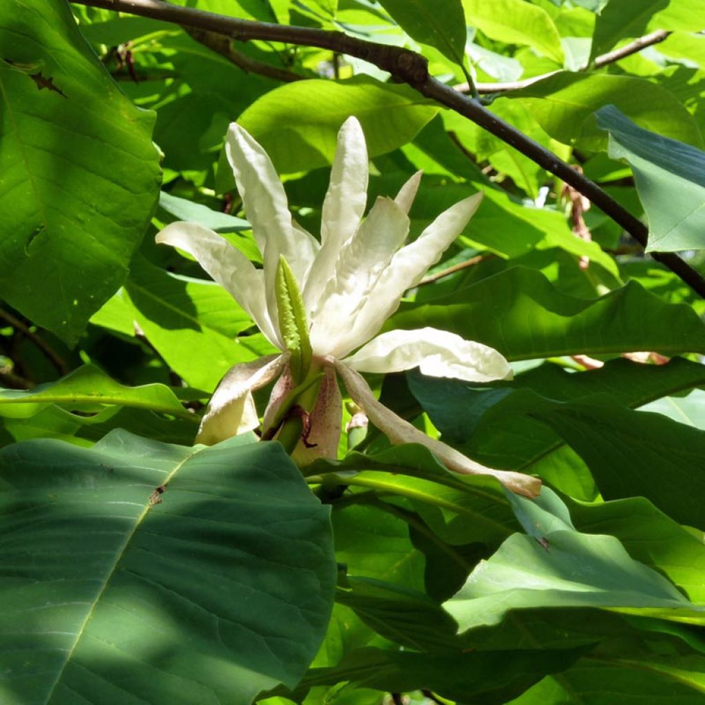 Magnolia tripetala - Magnolia parasol