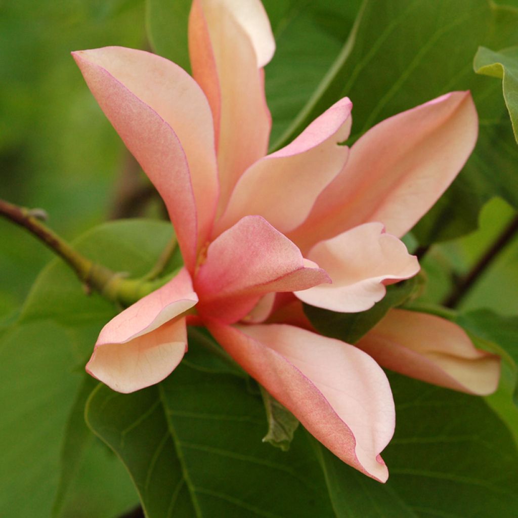 Magnolia Flamingo