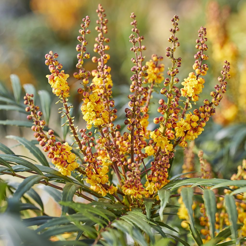 Mahonia Vulcano