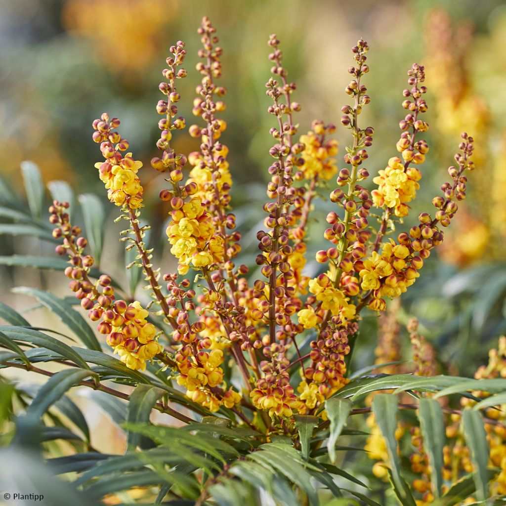 Mahonia Volcano