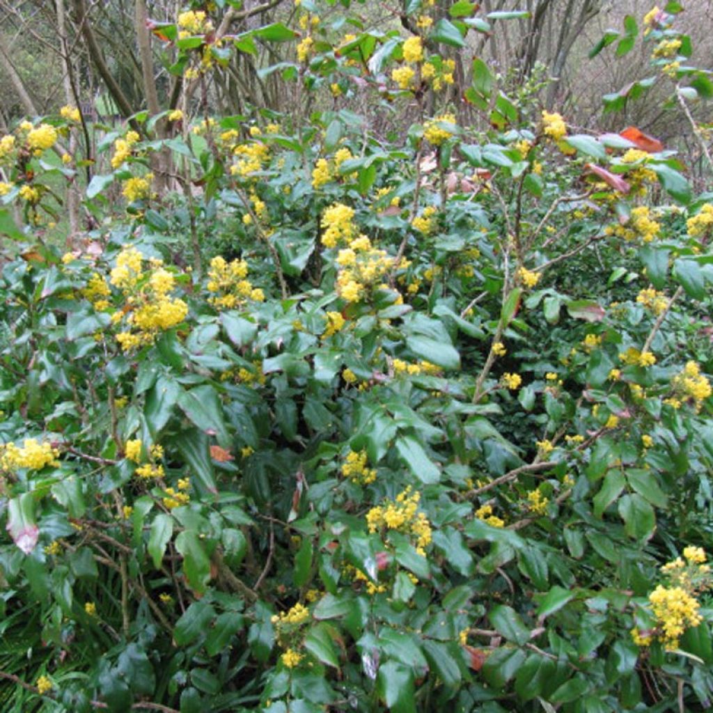 Mahonia aquifolium - Mahonie à feuilles de houx