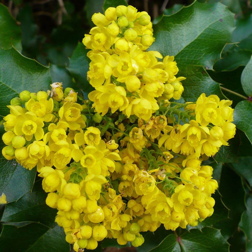 Mahonia aquifolium - Mahonie à feuilles de houx