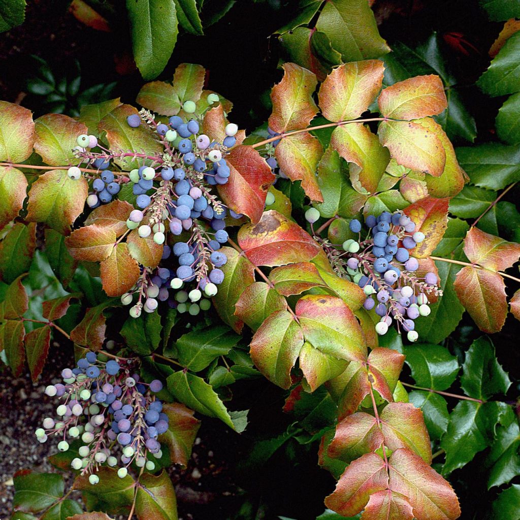Mahonia aquifolium - Mahonie à feuilles de houx