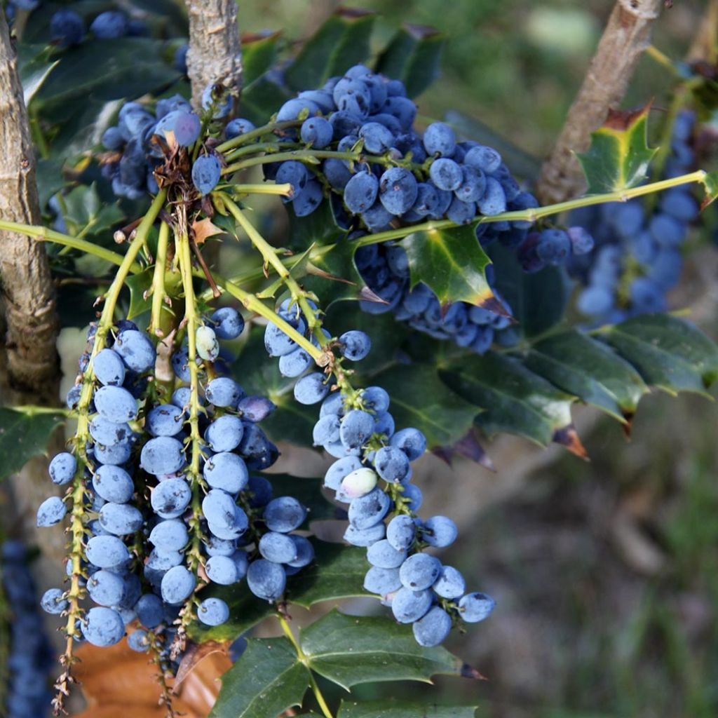 Mahonia bealei