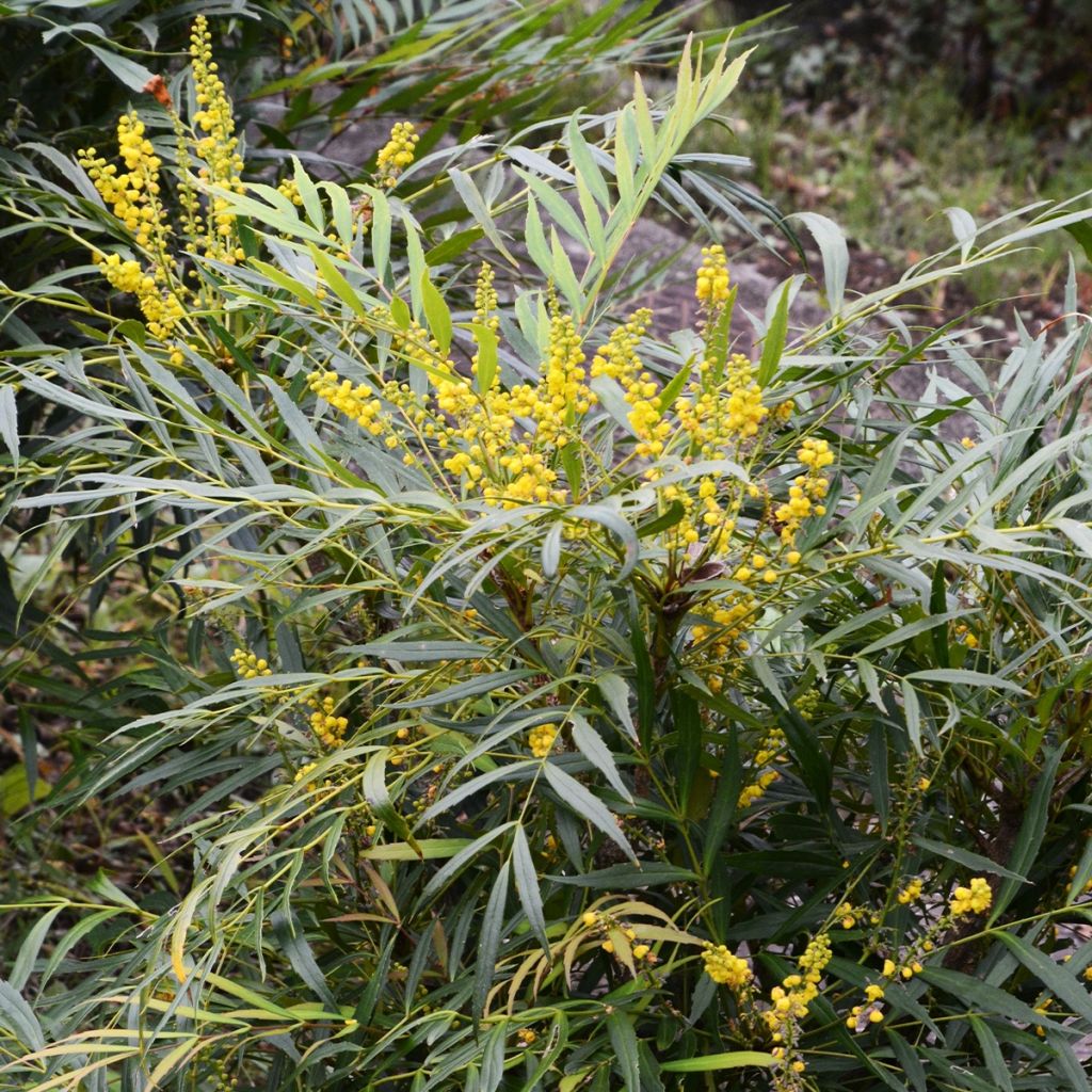 Mahonie à feuilles de houx - Mahonia eurybracteata Sweet Winter