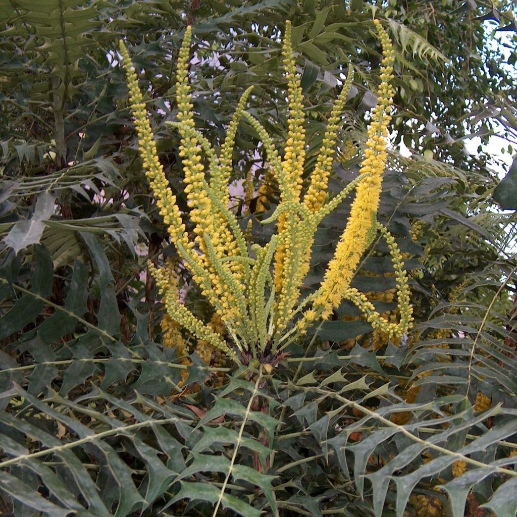 Mahonia oiwakensis subsp. lomariifolia  