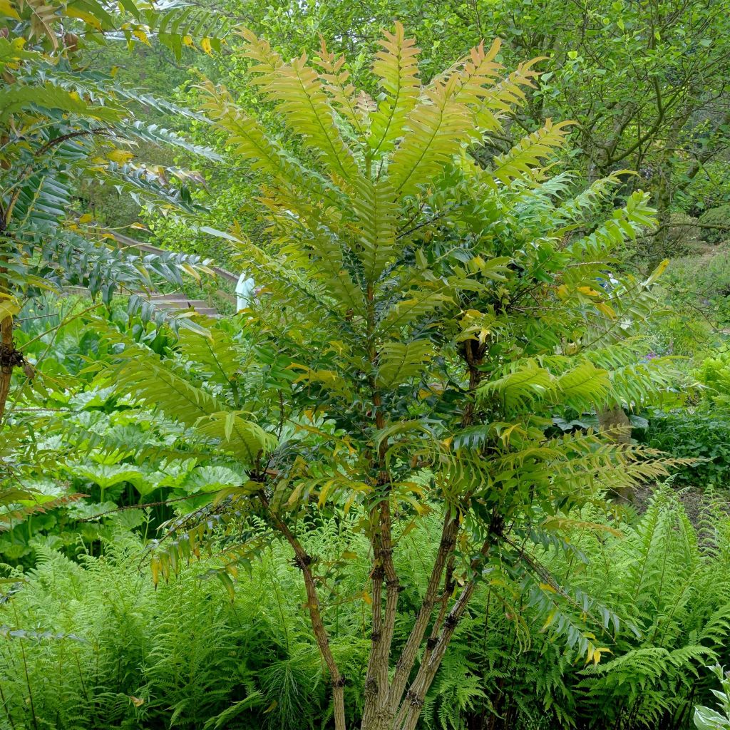 Mahonia oiwakensis subsp. lomariifolia  