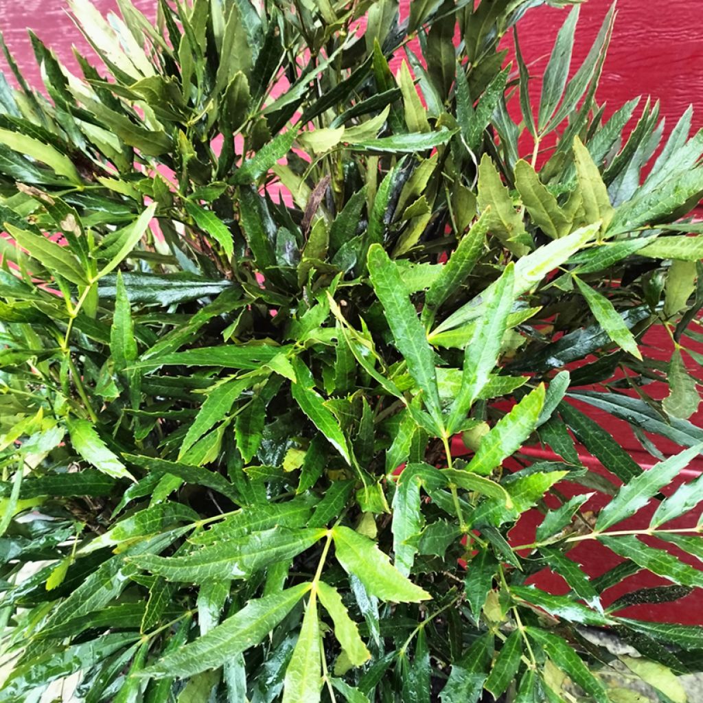 Mahonia sinensis - Mahonia de Chine