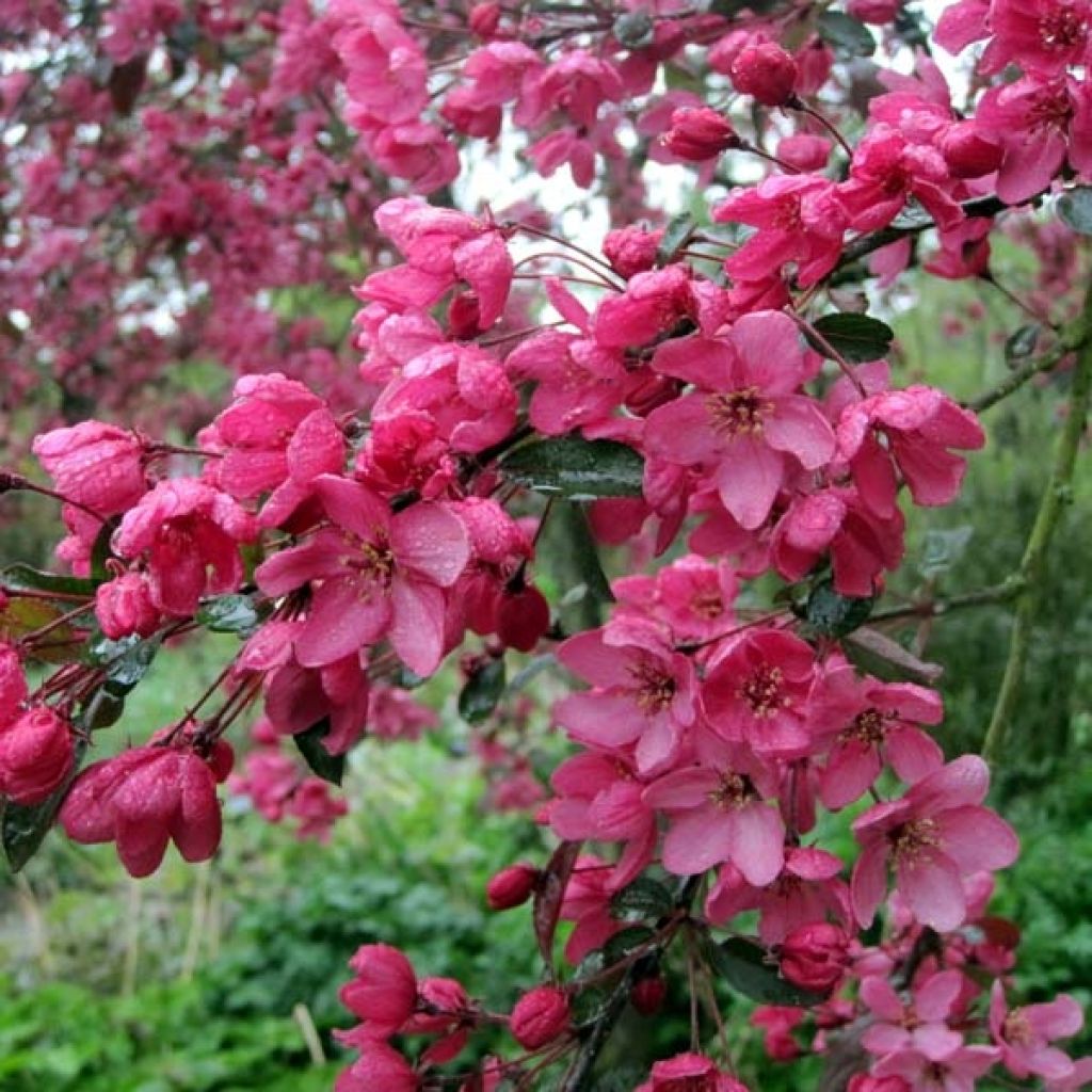 Pommier d'ornement - Malus Coccinella Courtarou