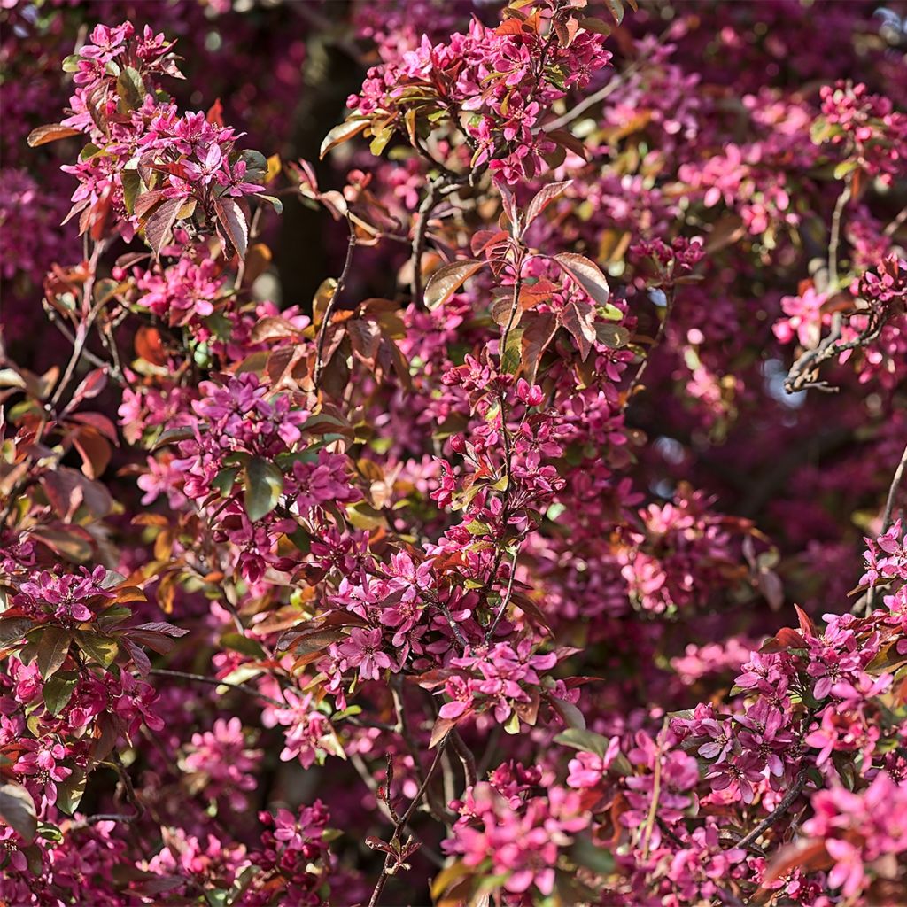 Pommier d'ornement - Malus Diable Rouge