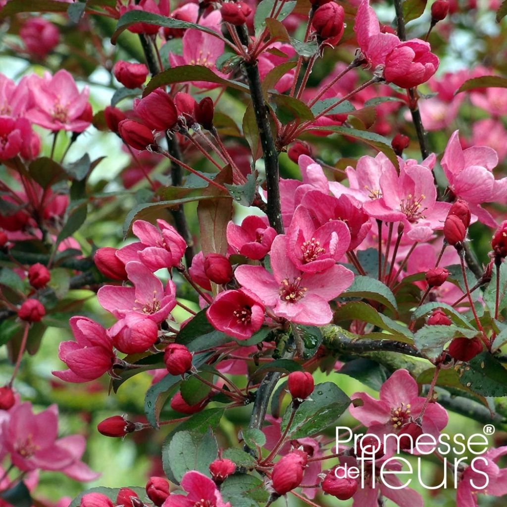 Pommier d'ornement - Malus Liset