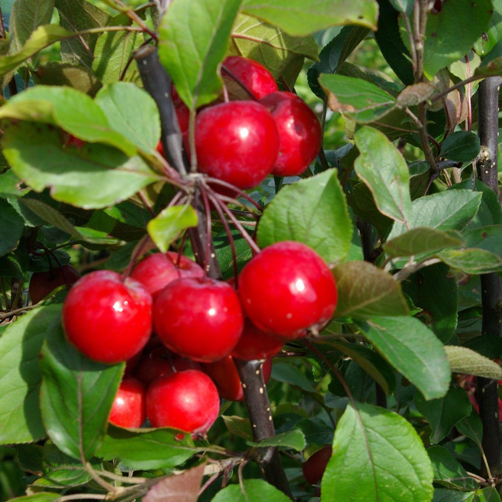 Malus Neville Copeman - Pommier d'ornement