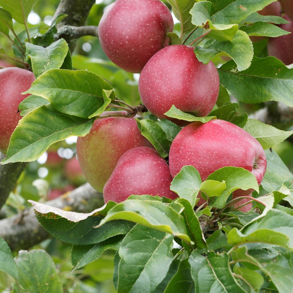Pommier Rajka