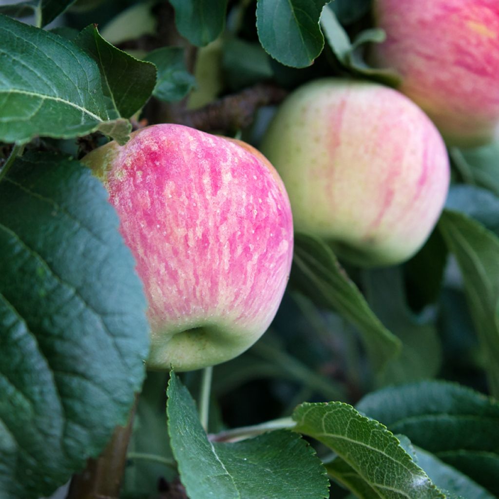 Pommier Suislepper