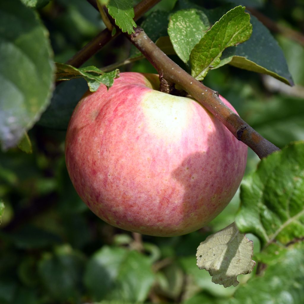 Pommier Truskawkowe Nietschnera
