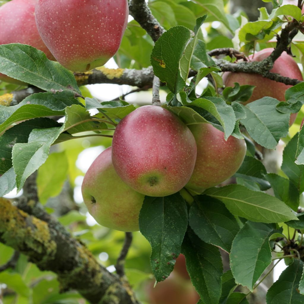 Pommier Żeleźniak