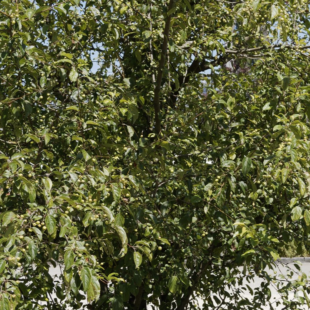Pommier - Malus robusta Yellow Siberian