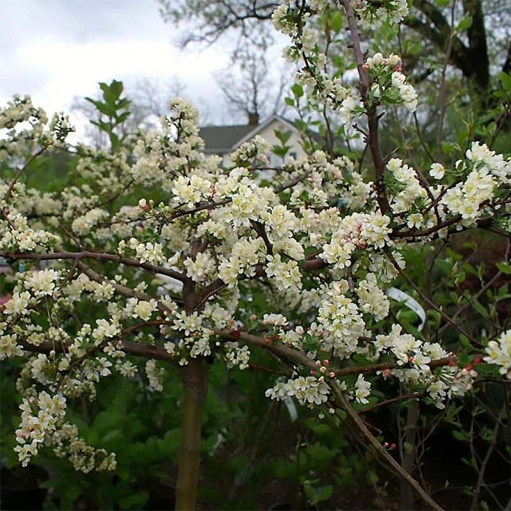 Pommier d'ornement - Malus toringo Tina