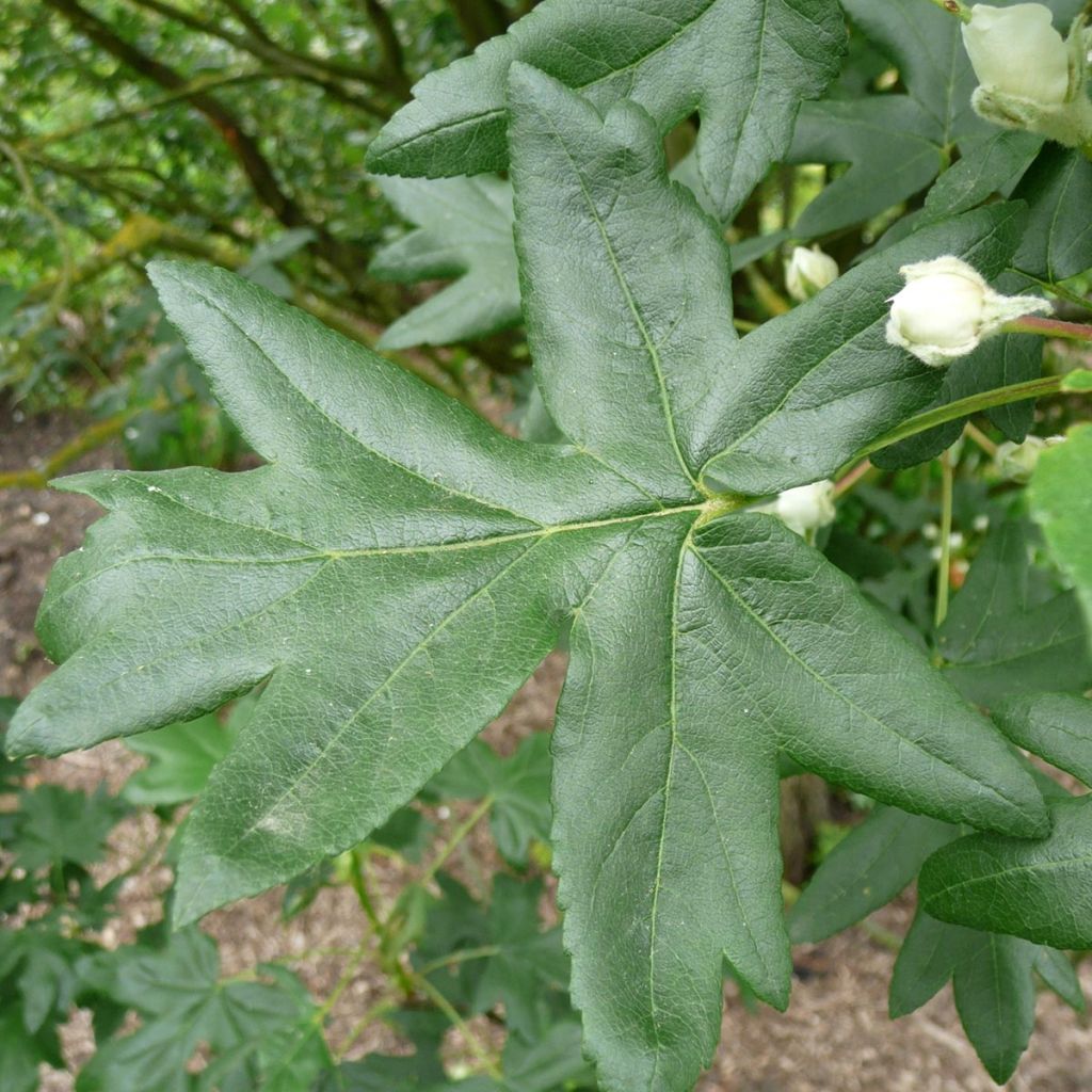 Pommier trilobé - Malus trilobata