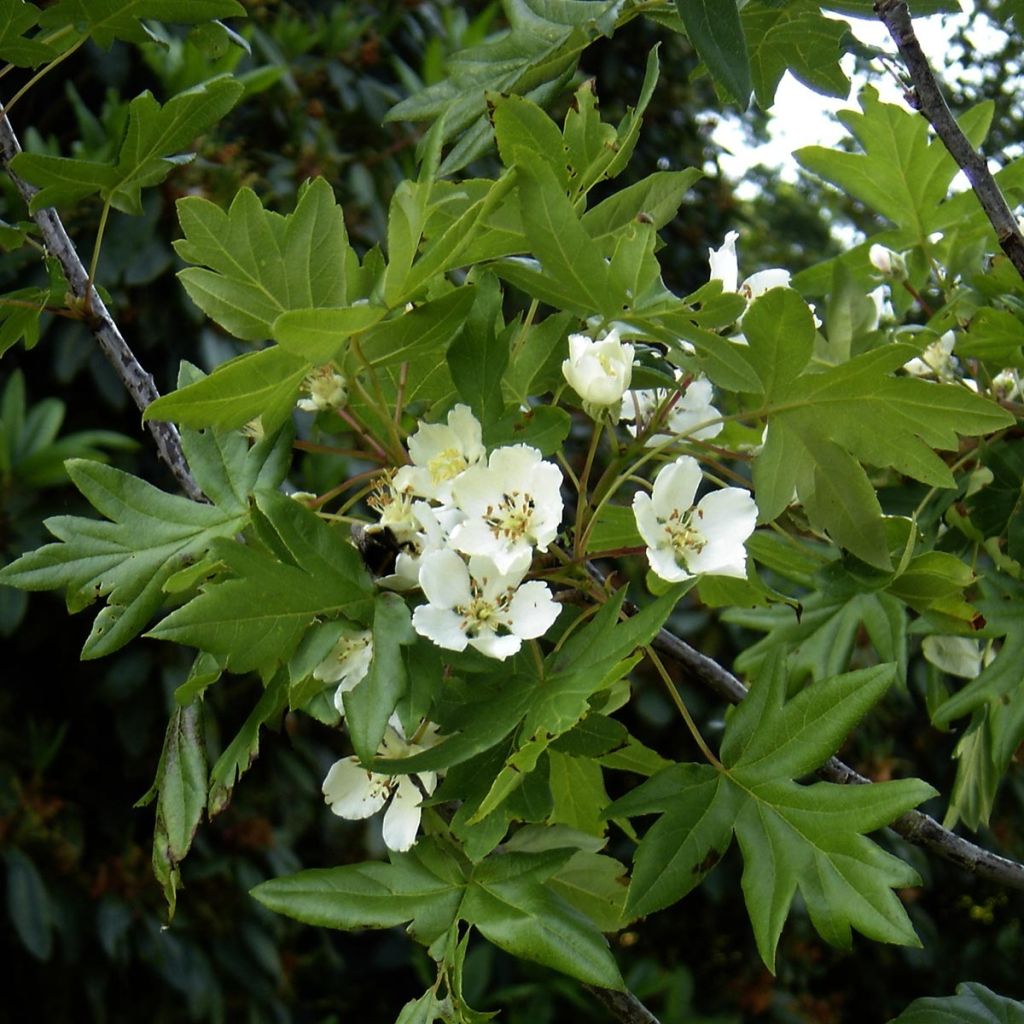 Pommier trilobé - Malus trilobata