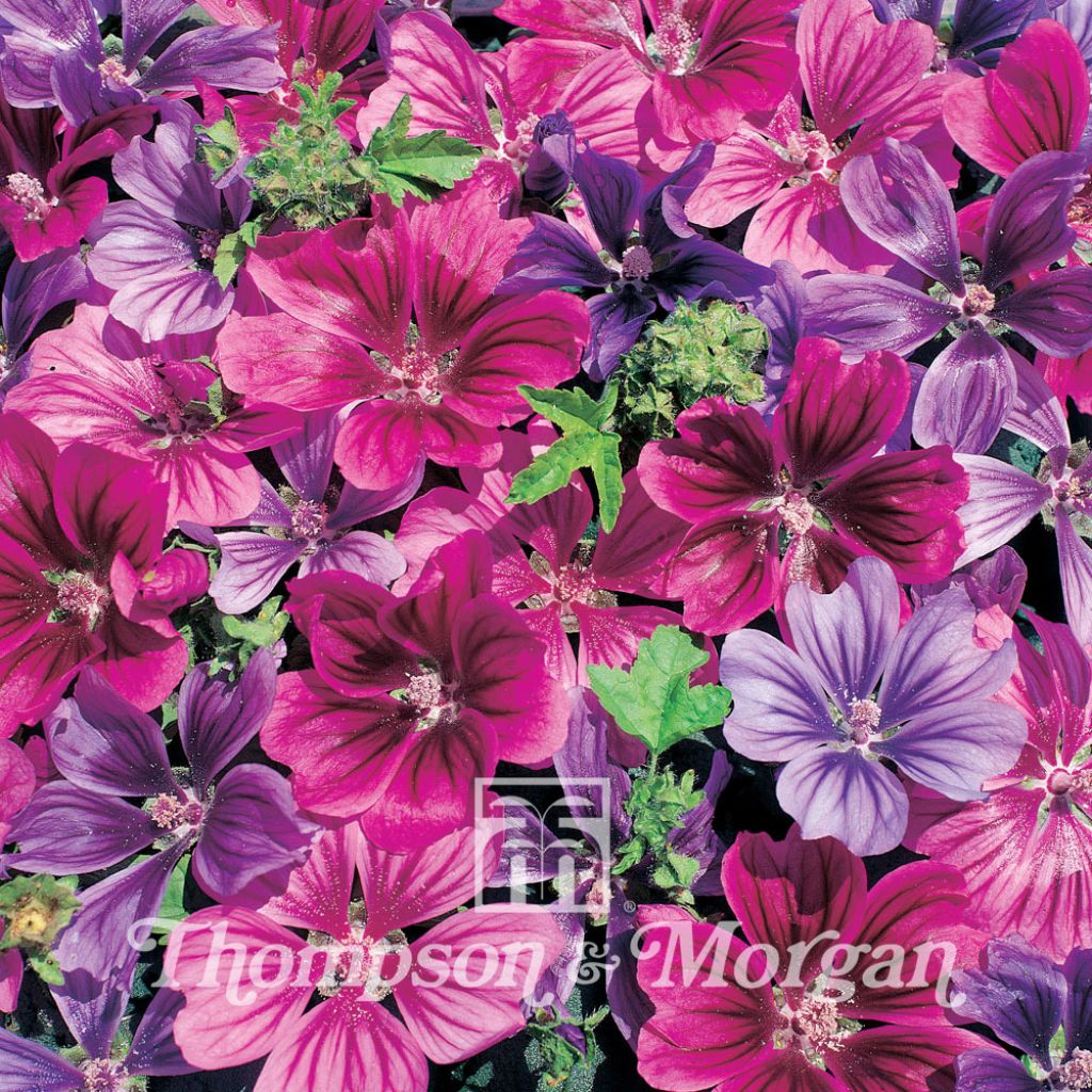 Malva Sylvestris Mystic Merlin 1 Packet 