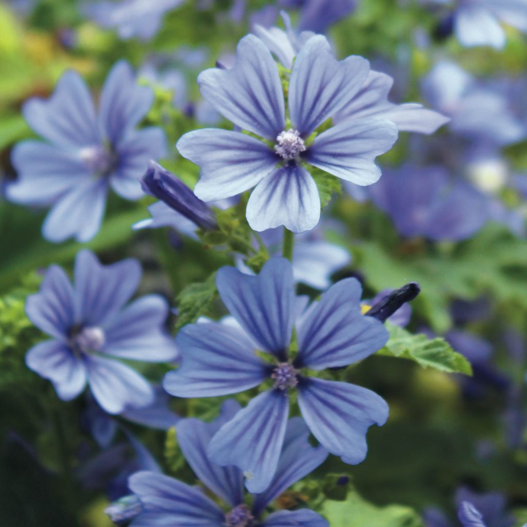 Mauve Sylvestre, Malva sylvestris Primley Blue