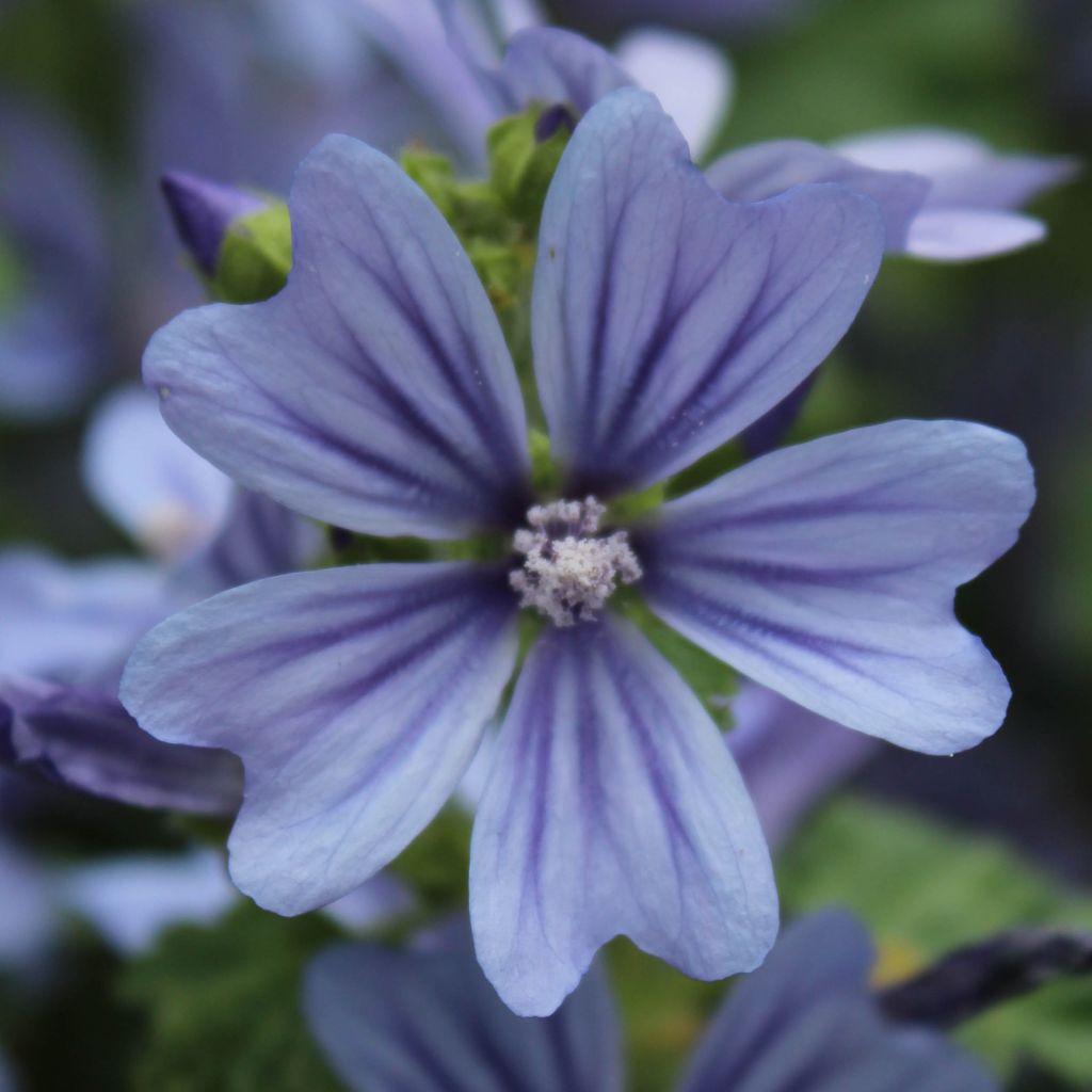 Mauve Sylvestre, Malva sylvestris Primley Blue