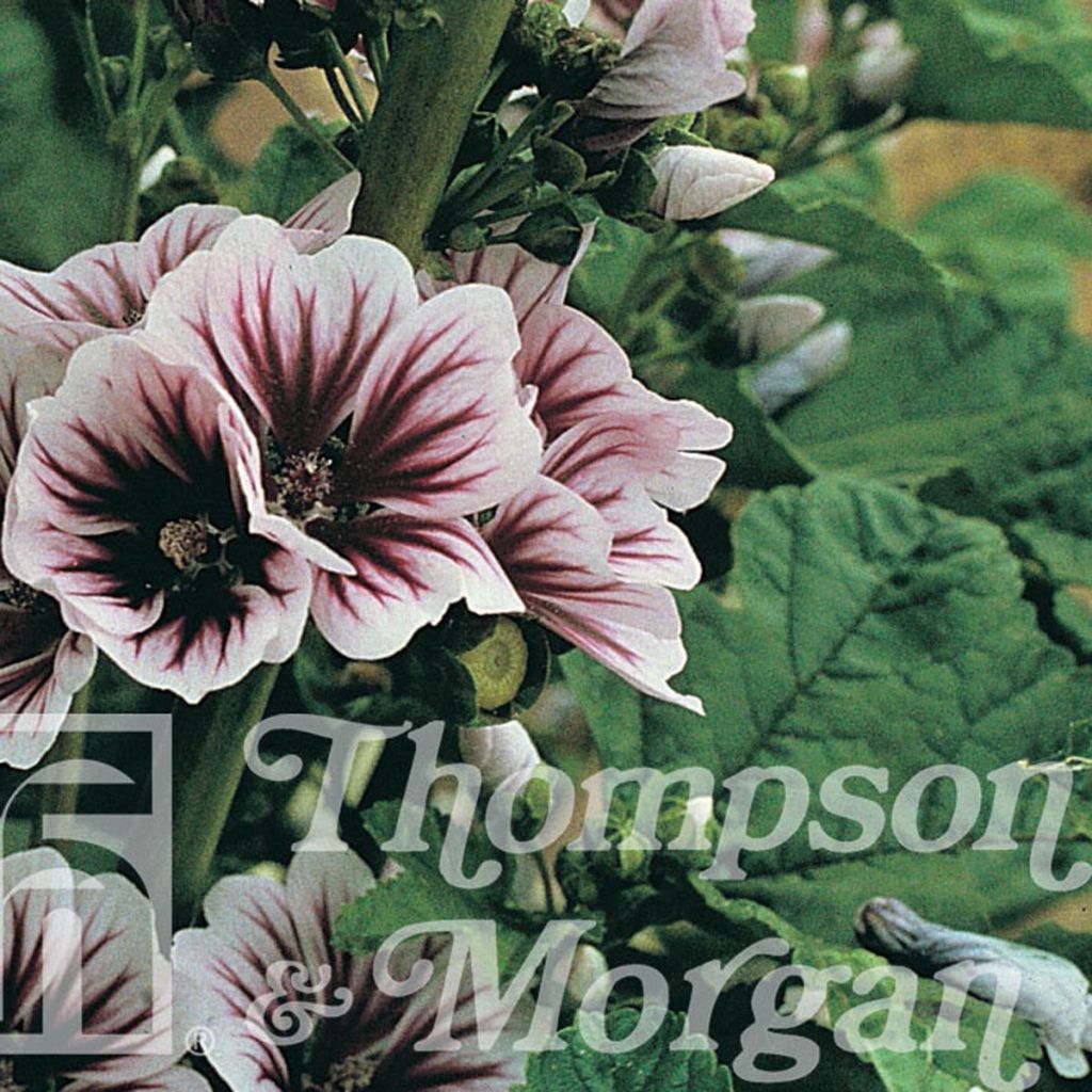 Malva sylvestris 'Zebrina'