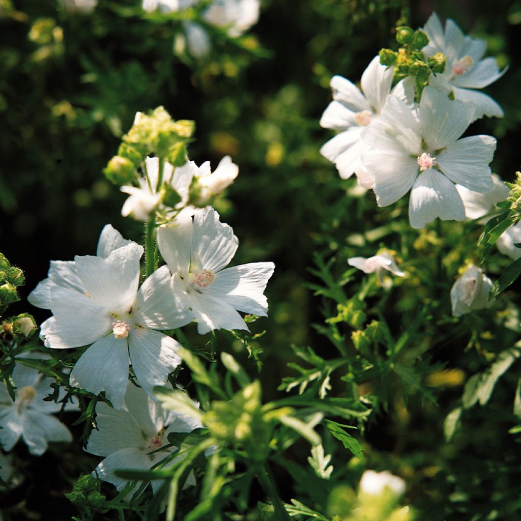 Graines de Malva moschata Snow White - Mauve musquée blanche