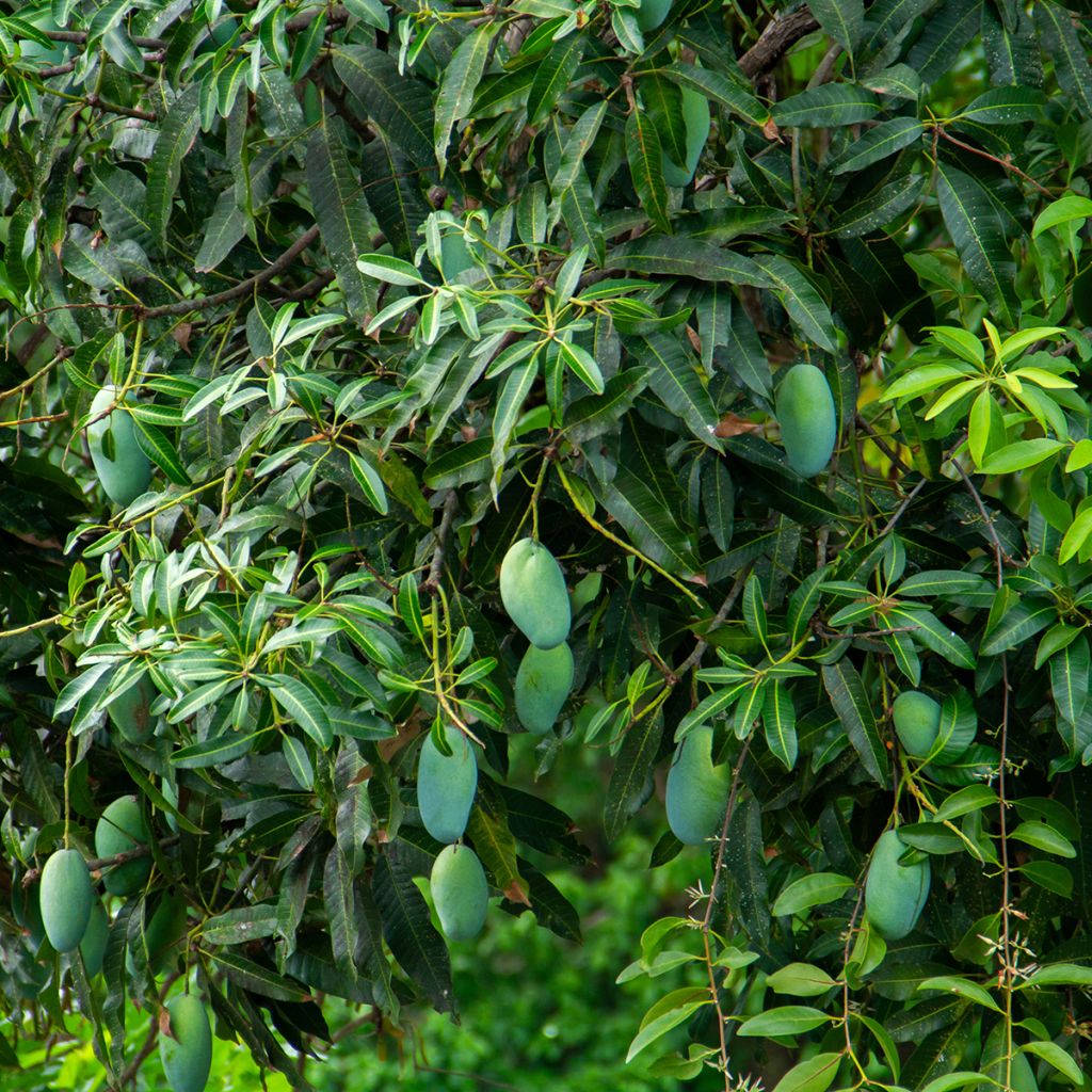 Mangifera indica - Manguier