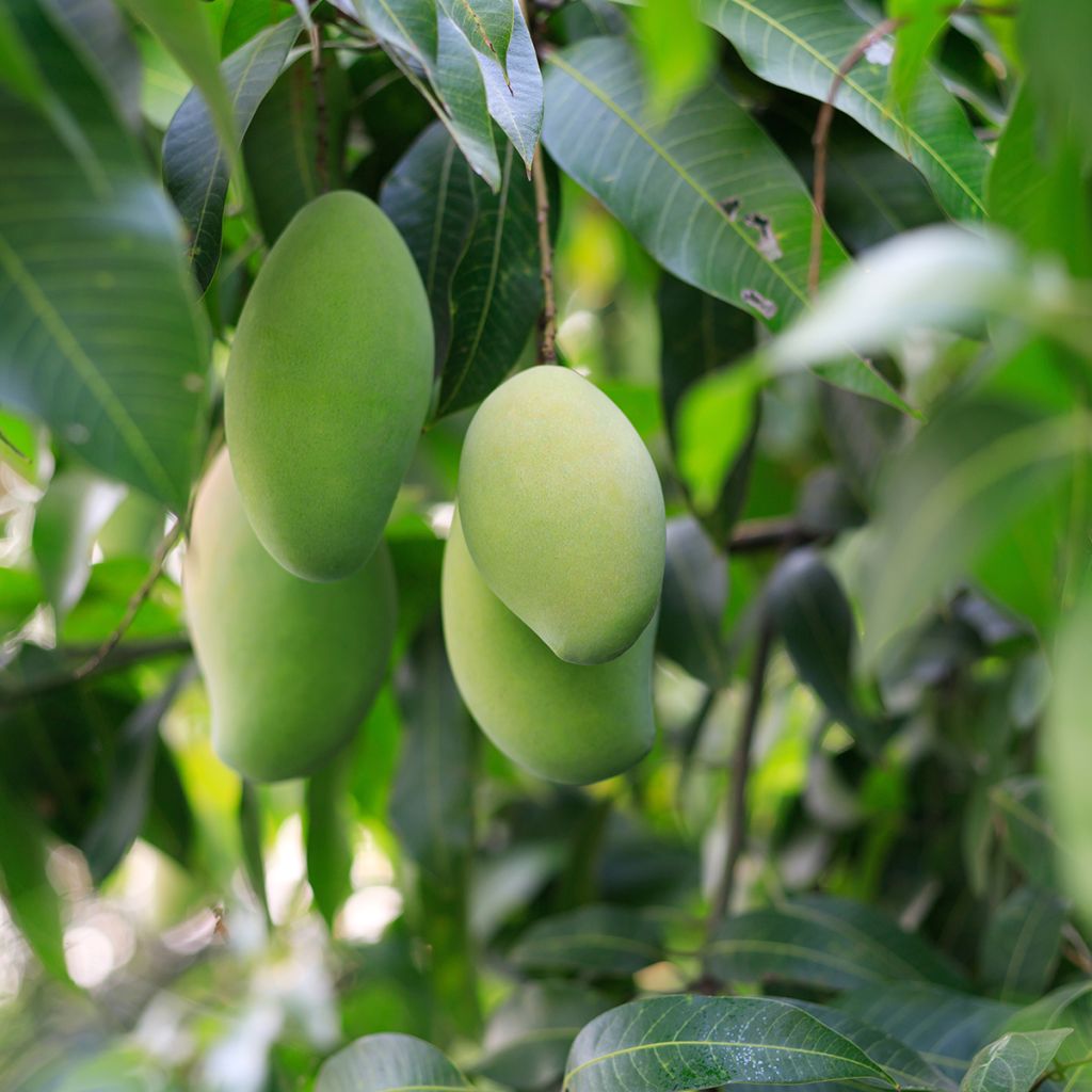 Mangifera indica - Manguier