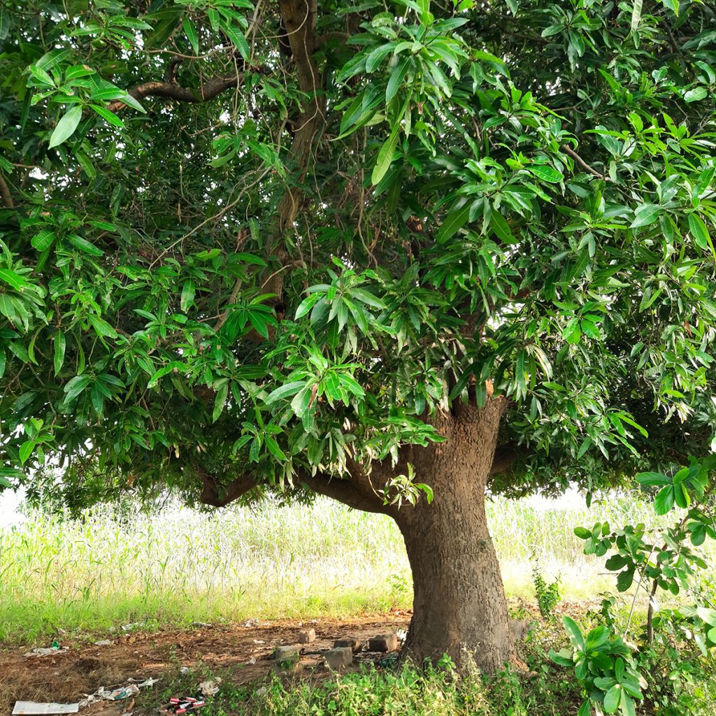 Mangifera indica - Manguier