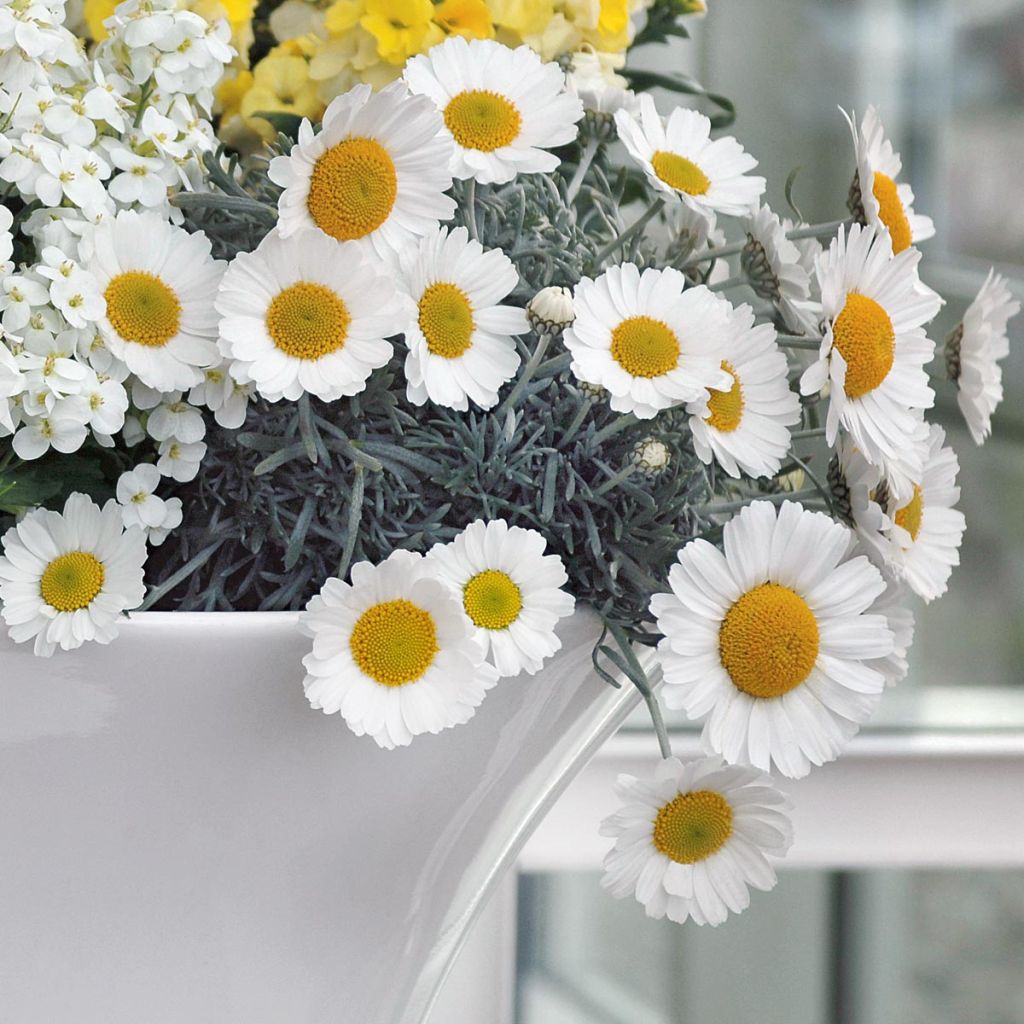 Marguerite du Maroc 'Flirt' - Rhodanthemum hosmariense