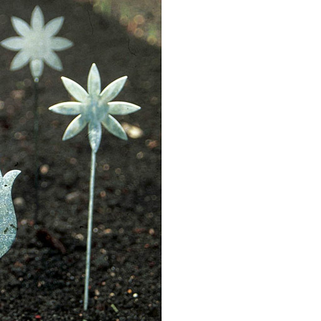 Marguerites Marques Bulbes