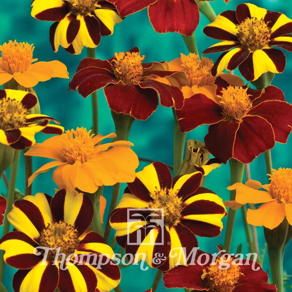 Graines d'Oeillet d'Inde Pots of Gold - Tagetes patula 