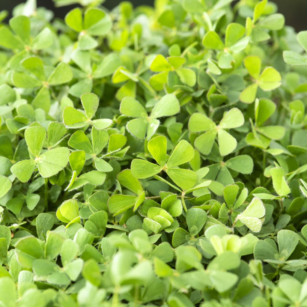 Marsilea quadrifolia - Marsilée à quatre feuilles