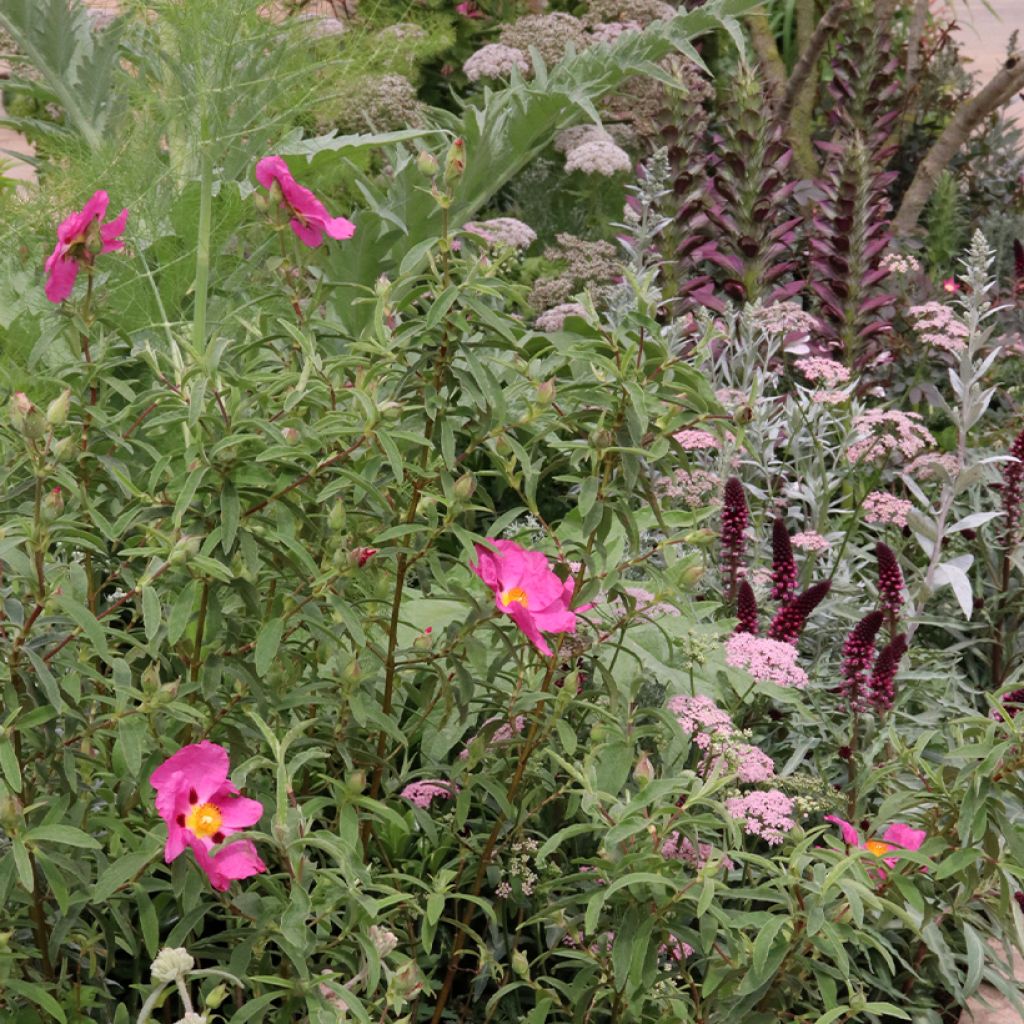 Massif rose pour terrain sec pour 2m²