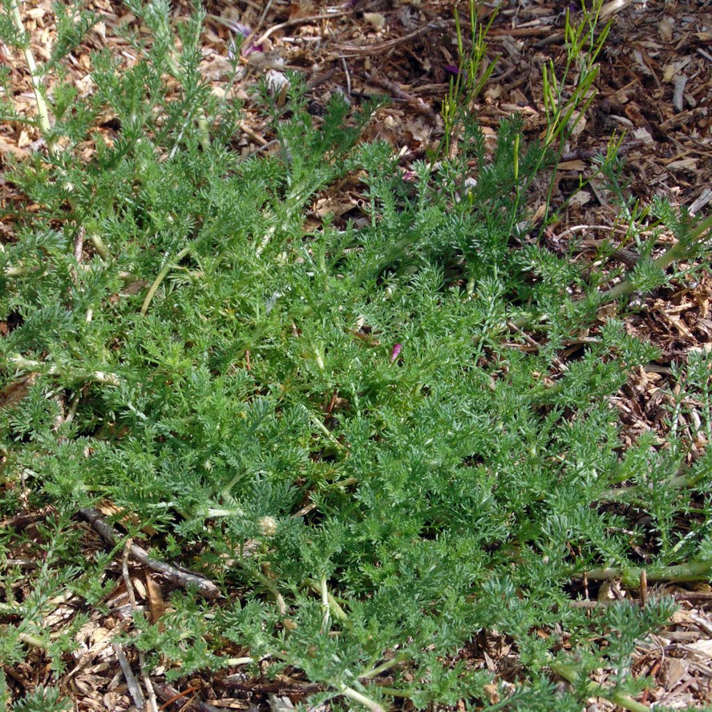 Matricaire romaine (Anthemis nobilis) - Camomille anglaise