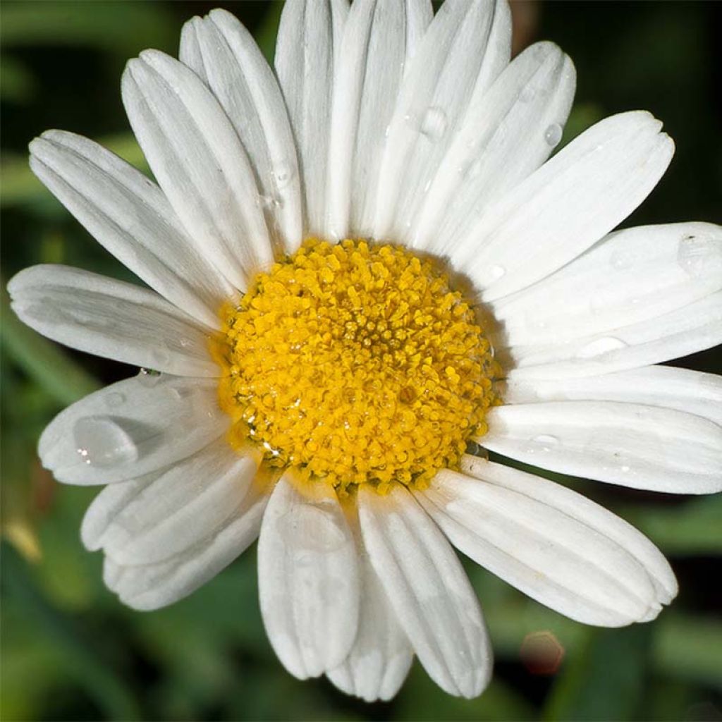 Matricaire romaine (Anthemis nobilis) - Camomille anglaise