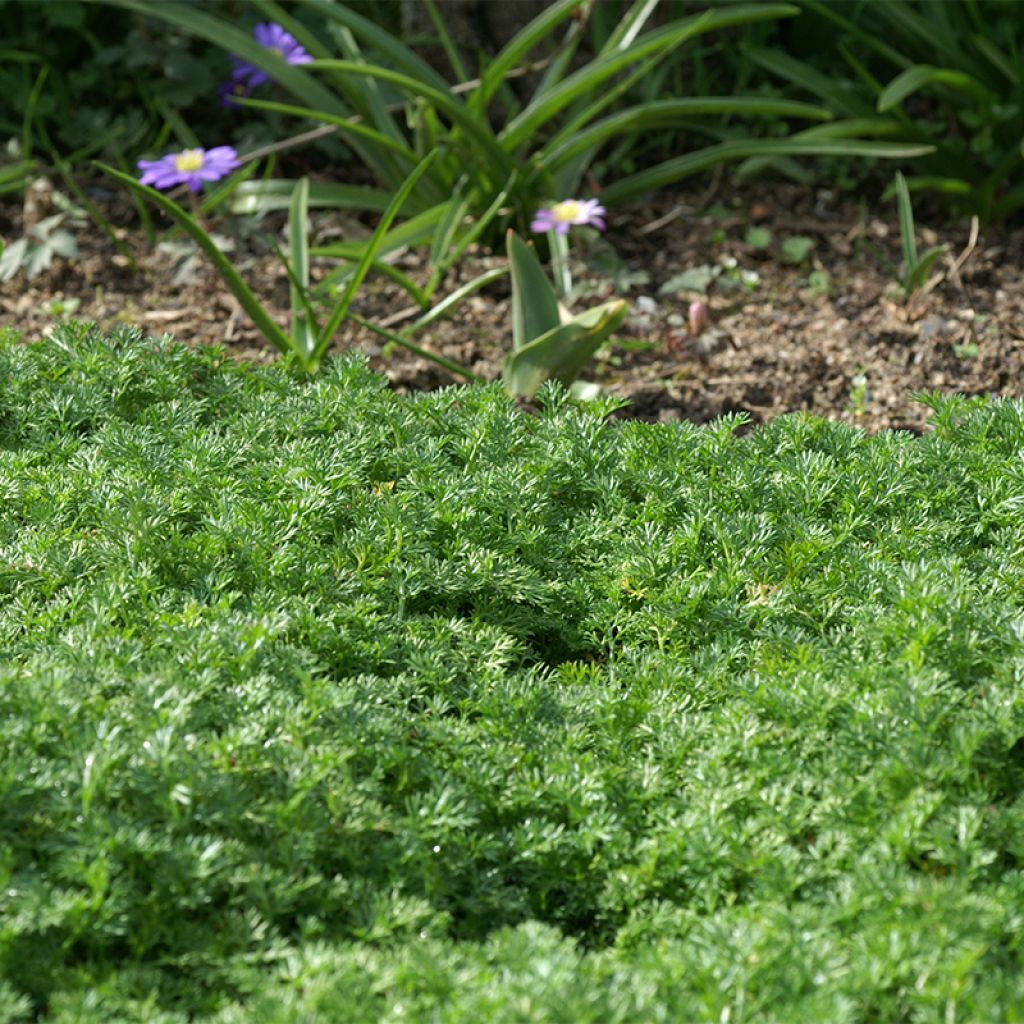 Matricaria tchihatchewii - Pyrèthre gazonnant