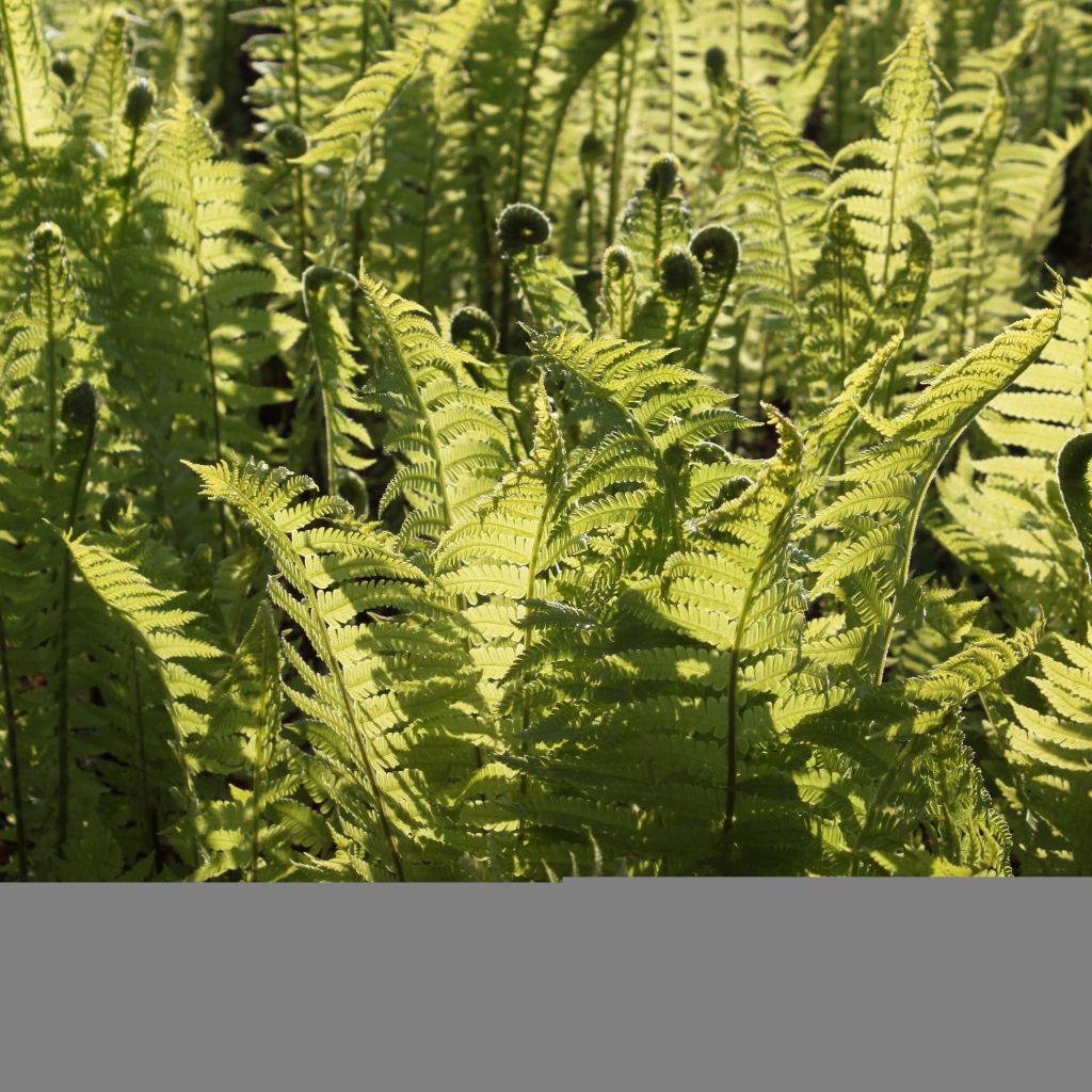 Matteuccia struthiopteris - Fougère d'Allemagne