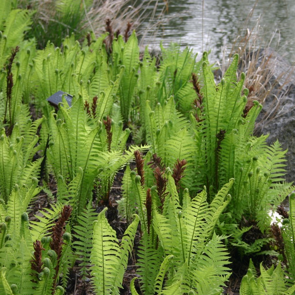 Matteuccia struthiopteris - Fougère d'Allemagne