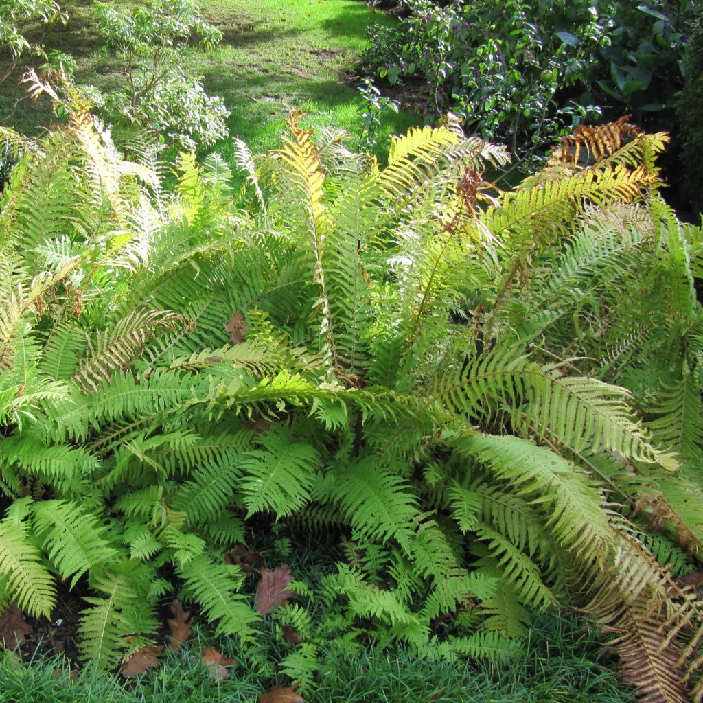 Matteuccia struthiopteris - Fougère d'Allemagne