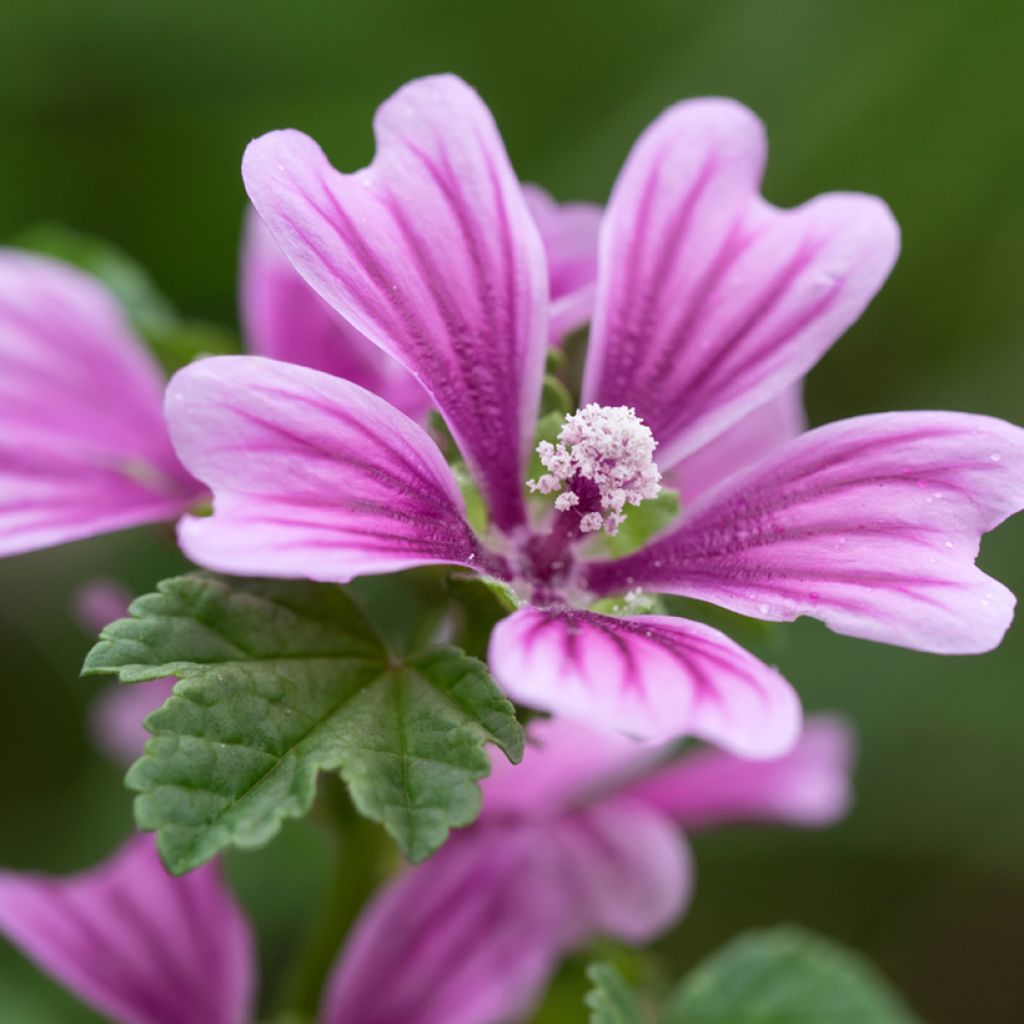 Mauve sylvestre - Malva sylvestris