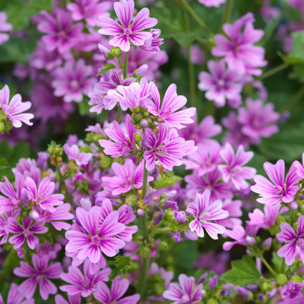 Mauve sylvestre - Malva sylvestris