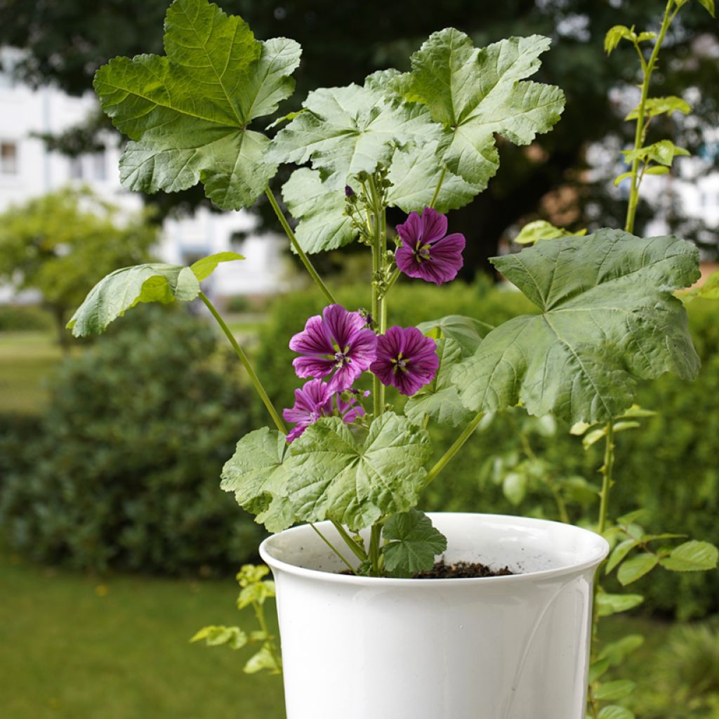 Mauve sylvestre - Malva sylvestris