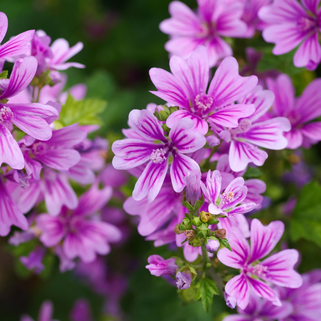 Mauve sylvestre - Malva sylvestris